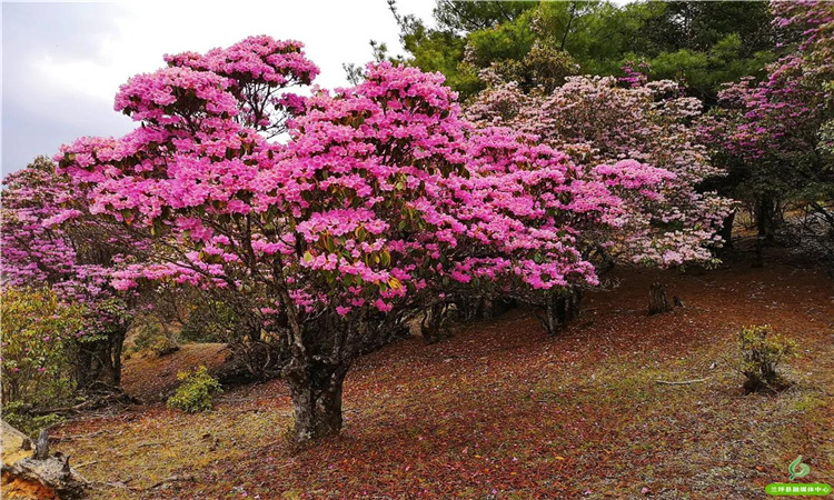 青巖山杜鵑花開漫山野 大美蘭坪等你來！